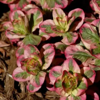 Вербейник АЛЕКСАНДР точечный в Слониме