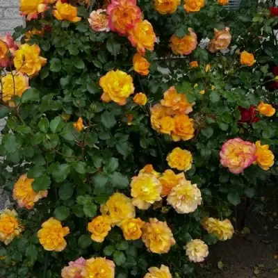 Роза САХАРА плетистая в Слониме