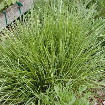 Вейник АВАЛАНШ остроцветковый в Слониме