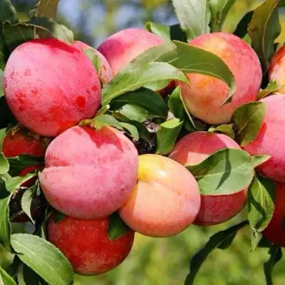 Слива ФАВОРИТЕ ДЕ СУЛТАНО в Слониме