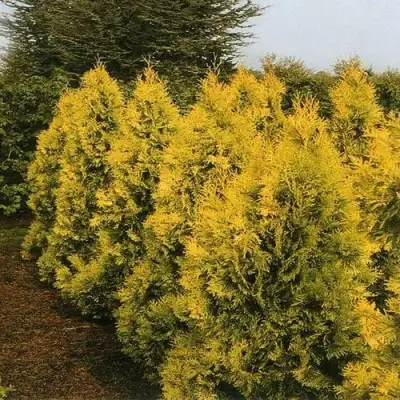 Туя ЕВРОПА ГОЛД западная в Слониме