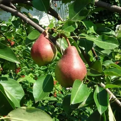 Груша РУМЯНАЯ КЕДРИНА в Слониме