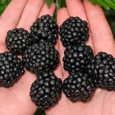 Ежевика ДЖАМБО бесшипная  в Слониме