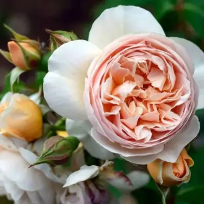 Роза ДЖУЛЬЕТТА английская в Слониме