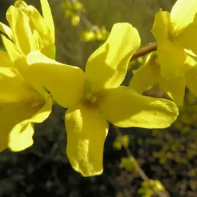 Форзиция ФОРЧУНА в Слониме