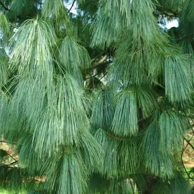 Сосна гриффита в Слониме