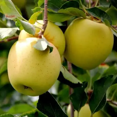 Яблоня ГОЛДЕН ВЛАДИМИРСКИЙ в Слониме