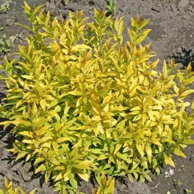 Бирючина АУРЕА обыкновенная в Слониме