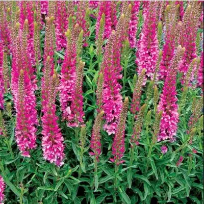 Вероника РОНИКА ФУКСИЯ в Слониме