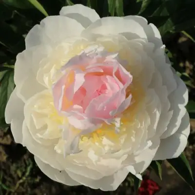 Пион БЛАШ КВИН травянистый в Слониме