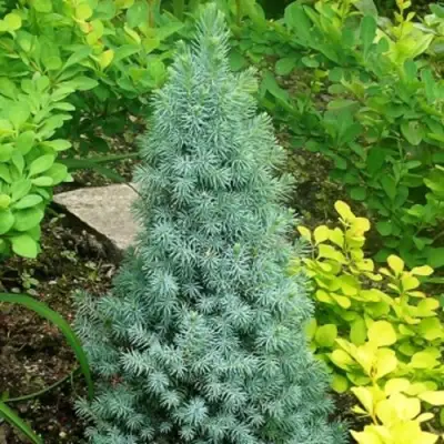 Ель КОНИКА сизая в Слониме