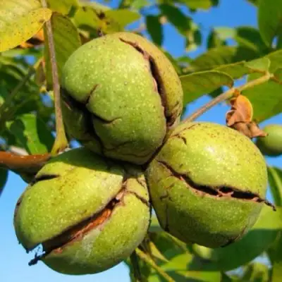 Грецкий орех ПИНСКИЙ в Слониме