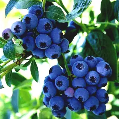 Голубика РЕКА в Слониме