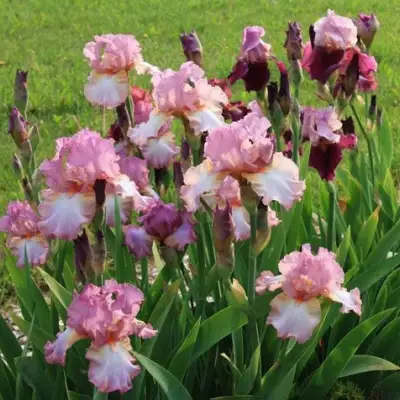 Ирис БЛАШИНГ ПИНК бородатый в Слониме