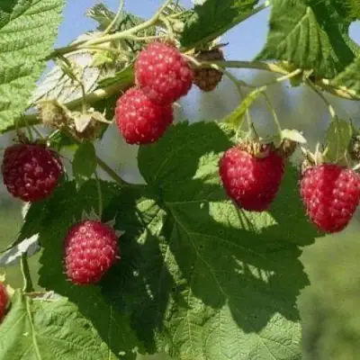 Малина КОЛОКОЛЬЧИК в Слониме