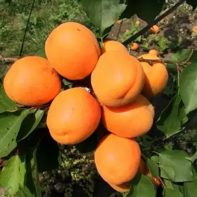Абрикос ХАРГРАНД в Слониме
