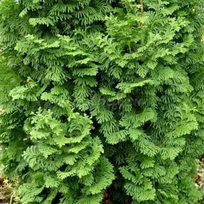 Туя СПИРАЛИС МИНИ западная в Слониме