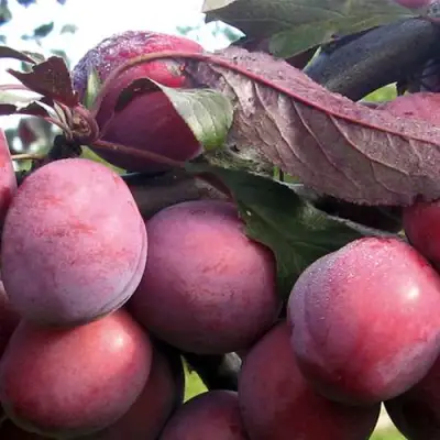 Слива ПАННА в Слониме