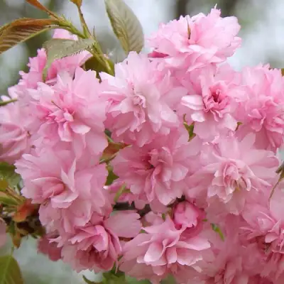 Сакура РОЗЕА ПЛЕНА в Слониме