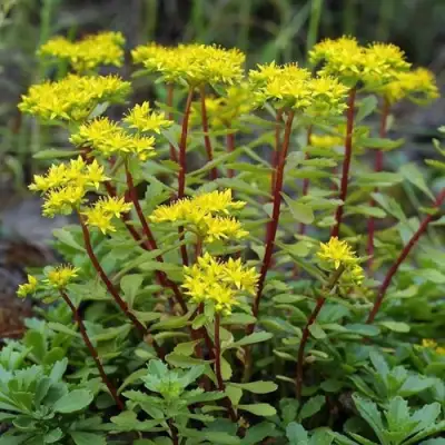 Очиток (седум) ИММЕРГРЮНХЕН в Слониме