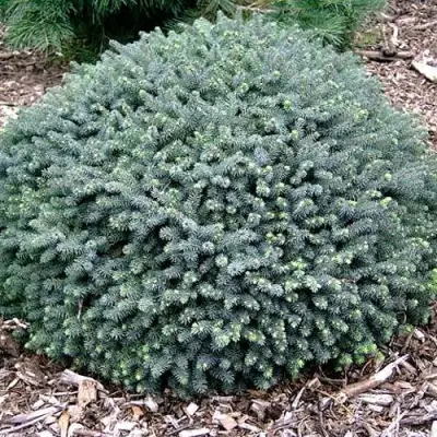 Ель ЭХИНИФОРМИС сизая в Слониме