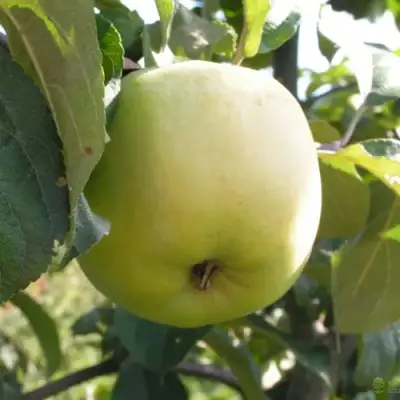 Яблоня АНТОНОВКА ОБЫКНОВЕННАЯ в Слониме