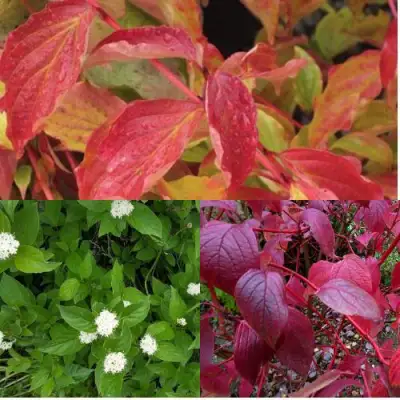 Комплект СЕВЕРНОЕ СИЯНИЕ в Слониме