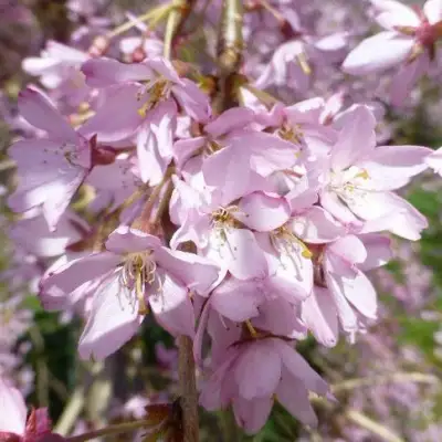 Сакура ПЕНДУЛА РУБРА в Слониме
