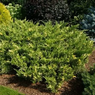 Можжевельник ВАРИЕГАТА казацкий  в Слониме