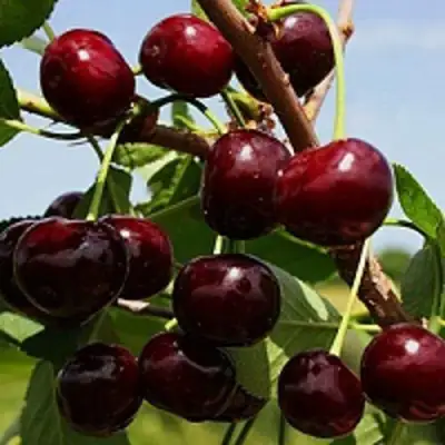 Вишня РОВЕСНИЦА в Слониме