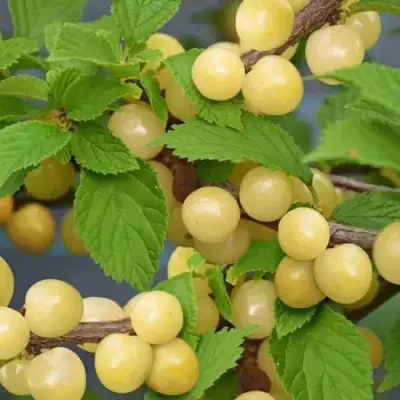 Вишня СНЕВИТ войлочная в Слониме