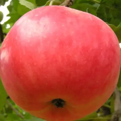 Яблоня СУЙСЛЕПСКОЕ (МАЛИНОВКА) в Слониме