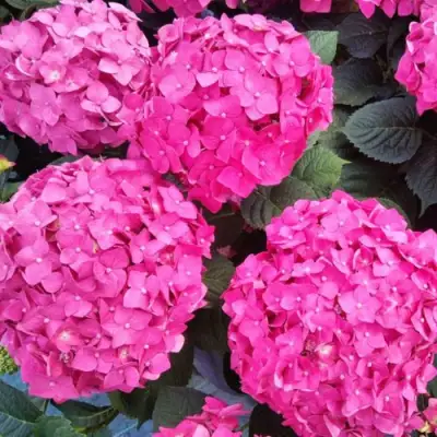 Гортензия ЭНДЛЕСС САММЕР ЛАВ крупнолистная в Слониме