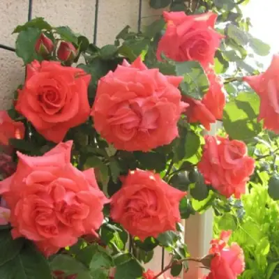 Роза ДИ ДИ БРИДЖУОТЕР плетистая в Слониме