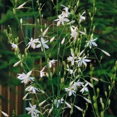 Венечник ветвистый в Слониме