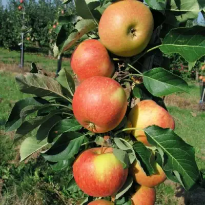 Яблоня ВОСТОРГ колонновидная в Слониме