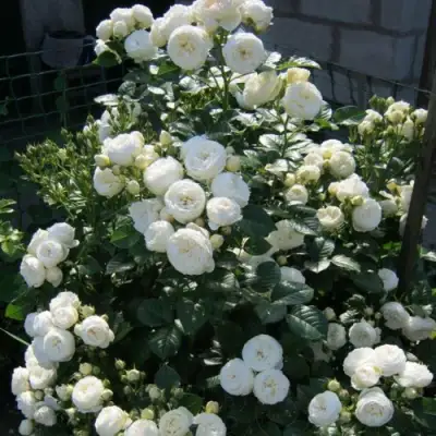 Роза АРТЕМИС шраб в Слониме