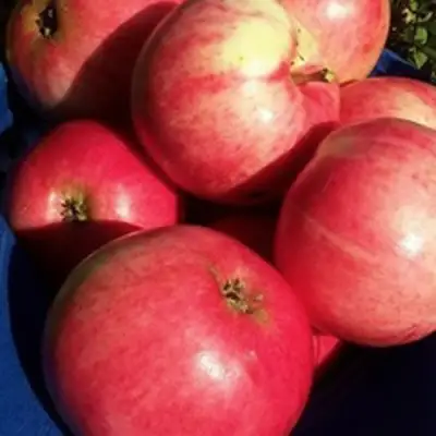 Яблоня СУЙСЛЕПСКОЕ (МАЛИНОВКА) в Слониме