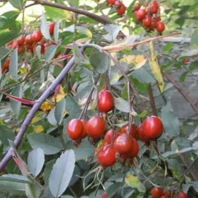 Роза сизая в Слониме