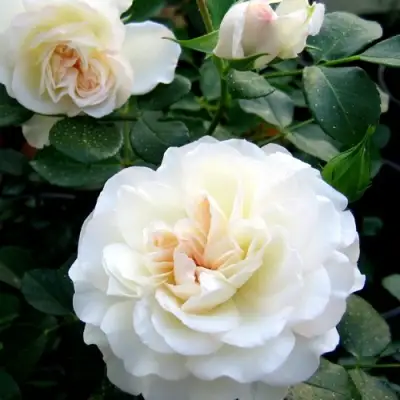 Роза ВАЙТ МЕЙДИЛАНД почвопокровная в Слониме