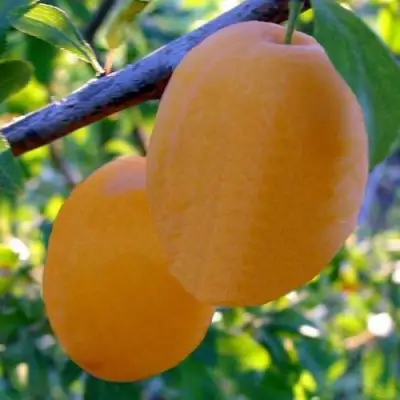 Слива НАТАША в Слониме