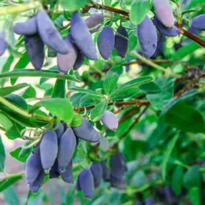 Жимолость съедобная БЛЮ БАНАНА (ГОЛУБОЙ БАНАН) в Слониме