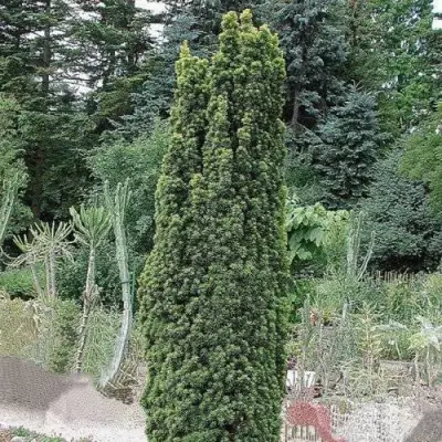 Тис ФАСТИГИАТА РОБУСТА  ягодный  в Слониме