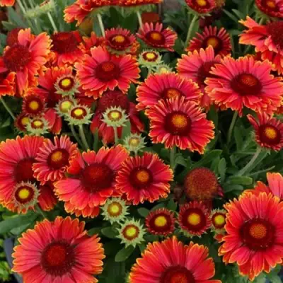 Гайлардия АРИЗОНА РЕД ШЕЙДС в Слониме