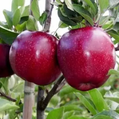 Яблоня РЕД ДЕЛИШЕС в Слониме