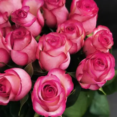 Роза КАРУСЕЛЬ чайно-гибридная в Слониме