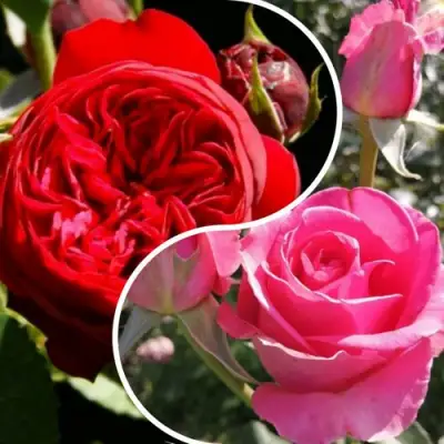 Комплект РОМАНТИЧЕСКИЙ БУКЕТ в Слониме