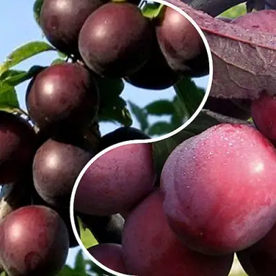 Комплект ИЗЮМИНКА САДА в Слониме