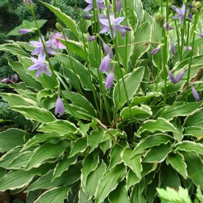 Хоста СТИЛЕТТО гибридная в Слониме