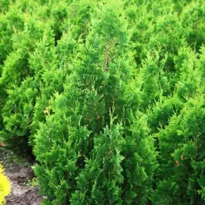 Туя СПИРАЛИС западная в Слониме